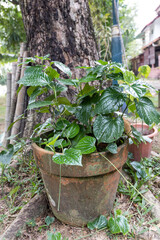 Daun kaduk or piper sarmentosum planted on pot as food and herbal medicine