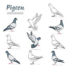 illustration of a pigeon bird with a variety of movements with a minimalist style and outline. vector


