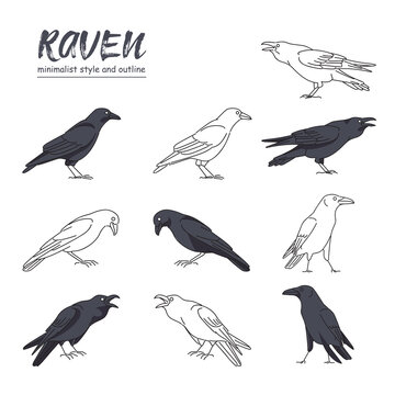 illustration of a crow with a variety of movements with a minimalist style and outline. vector
