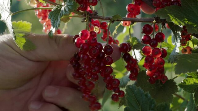 Collecting red currant berry harvest. Close-up.