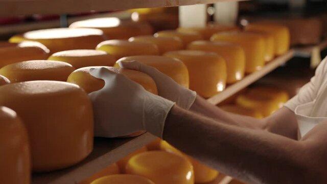 Dairy worker in gloves putting on shelf cheese head