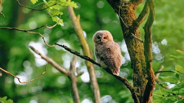 Juvenile tawny owl (Strix aluco) in forest, baby chick perching on a branch, calling