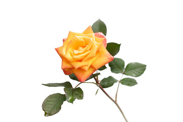 yellow orange rose with leaves isolated on white background