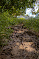 forest road