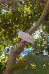 bird on tree