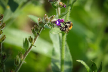 bumblebee collects the nectar of a purple flower