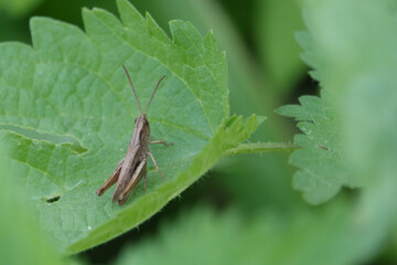  small gray grasshopper sits on a green leaf