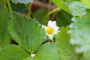 Fragola/ Strawberry plant - Nature, Natura, Fiori, Giardino, Primavera/Estate