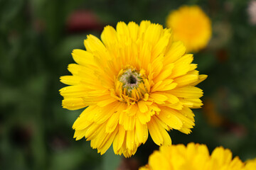Calendula Officinalis - Nature, Natura, Fiori, Giardino, Primavera/Estate