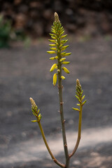 Flower of the Aloe Vera plant in Lanzarote