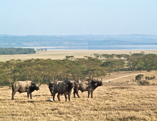 African buffalo in Kruger National park, South Africa, Wildlife scene from Africa nature. 