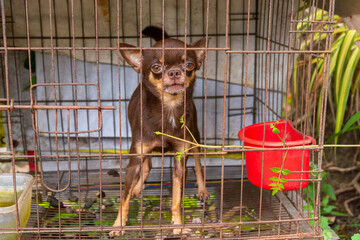 Chihuahua puppies mischievously in  a steel  cage.