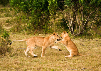 Fototapeta premium Two young lions play in the wild African savannah