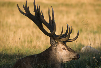 Cerf élaphe, brame, cervus elaphus