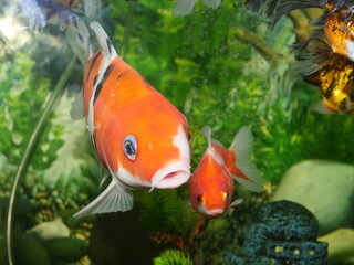 The beauty of goldfish makes the heart calm, makes the soul relax, Fish swim in very clear water, in a landscape aquarium water tank
