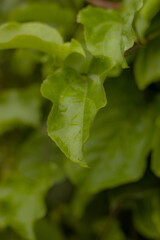 green leaves of a tree