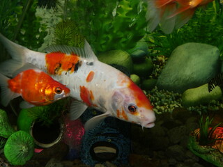 The beauty of goldfish makes the heart calm, makes the soul relax, Fish swim in very clear water, in a landscape aquarium water tank