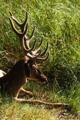 Cerf élaphe, cervus elaphus