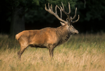 Cerf élaphe, cervus elaphus