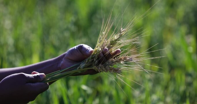 Close-up cropped view of a Black African female farmer's hands examining an ear of wheat