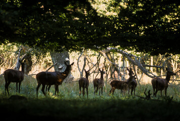 Cerf élaphe, biche, cervus elaphus