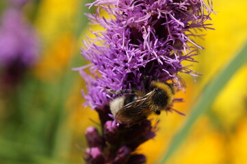 bee on a flower