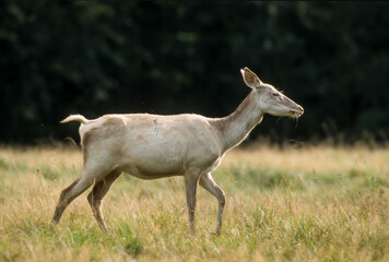 Cerf élaphe, biche albinos, cervus elaphus