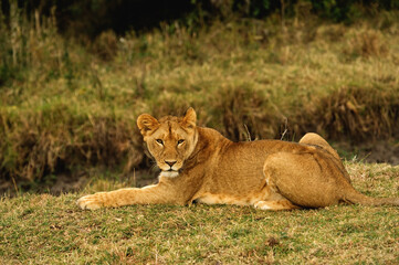 Naklejka na ściany i meble Lioness in the wild, Masai mara, Kenya , Africa