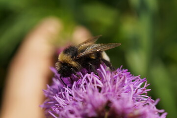 bee on a flower