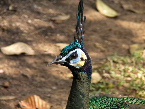Peacock's posing with head and neck in profile and close up