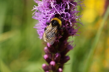bee on a flower