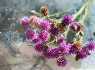 milk thistle (Silybum marianum) on a glass wet surface, dry medicinal herb thistle, herbal homeopathy, dry herbs in beautiful bokeh light effects,