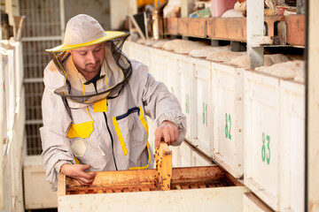 The beekeeper extracts honey from bee hives, holds the honeycomb in his hands, assessing the state...