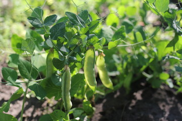 young peas in pods grows in the garden