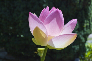 Large light pink lotus flower on dark green background on sunny day back light