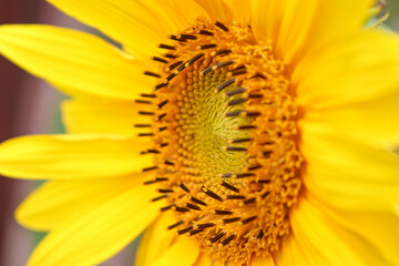 Sunflower/Girasole - Ape, Bees Nature, flower, fiori, garden, close up