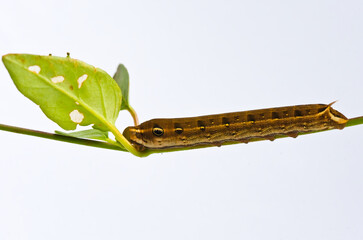 Brown caterpillar on green leaf white background