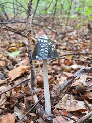 mushroom in the forest