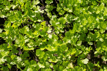 green parsley leaves background