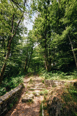 Cossogno, Verbania / Italy - June 2021: Ancient steps covered with woodland vegetation