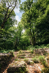 Cossogno, Verbania / Italy - June 2021: Ancient steps covered with woodland vegetation