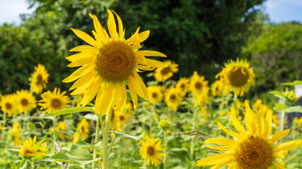 向日葵畑　テクスチャ　夏のイメージ　夏の空