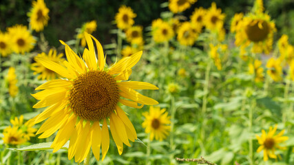 向日葵畑　テクスチャ　夏のイメージ　夏の空