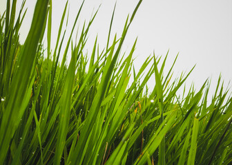 green grass isolated on white