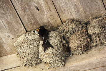 famille hirondelles © helenedevun