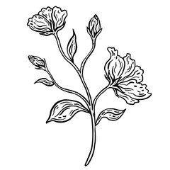 Flower branch with leaves. Hand drawn vector illustration. Monochrome black and white ink sketch. Line art. Isolated on white background. Coloring page.