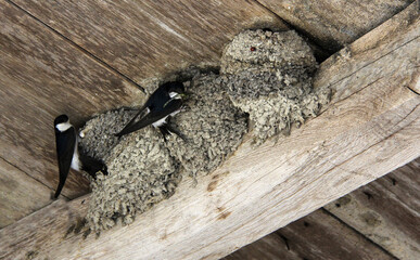 famille hirondelles © helenedevun