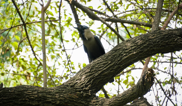 black crow on tree image