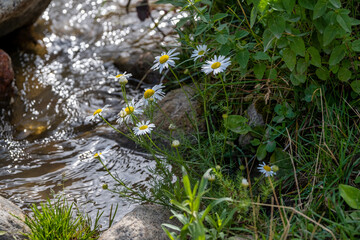 Chamomile and mountain stream
