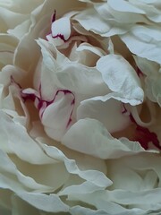 white rose petals